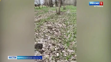 Астраханцы открыли грибной сезон