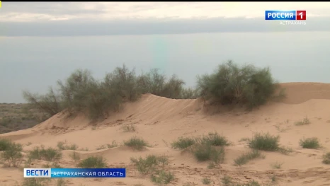 В Астраханской области верблюжья колючка стала основой нового напитка