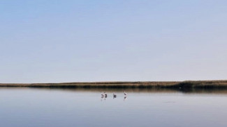 Сотрудники Астраханского заповедника встретили семью фламинго