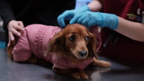 Астраханцам рассказали, как определить, что питомцу нужна врачебная помощь