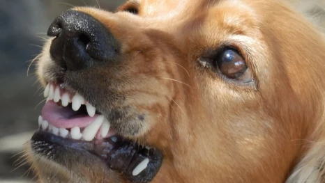 В Астраханской области еще на год продлили разрешение на усыпление бродячих собак