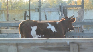 В одном из сёл Астраханской области введён карантин по бруцеллёзу