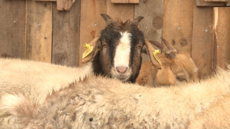 В Астраханской области разводят коз африканской породы