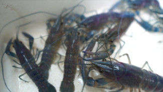 В Астраханской области выращивают австралийских красноклешнёвых раков