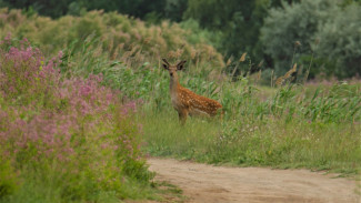 В Астраханском заповеднике замечен пятнистый олень