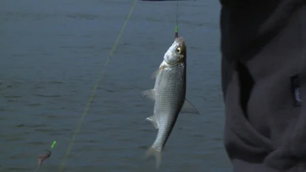 Запрет на вылов воблы в апреле в Астраханской области не введут
