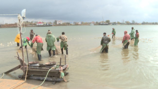 Осенняя путина в Астраханской области стартует 11 сентября