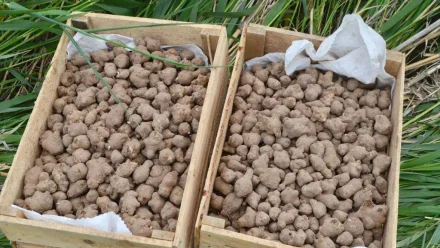 В Астраханской области планируют собрать более 150 тонн топинамбура