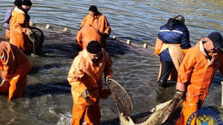 В Астраханской области стартовала осенняя бонитировка осетровых