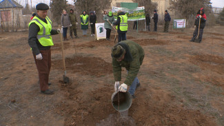В Астраханской области высадят 63 тысячи деревьев в память о погибших в годы войны