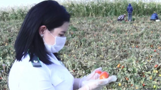 В Астраханской области обследуют земли сельхозназначения