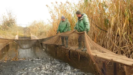 Под Астраханью около 10 тыс. мальков сазана выпустили в Волгу