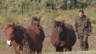 В астраханском хозяйстве «Итиль» хотят возродить богатое разнотравье для лошадей