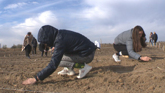 Студенты и научные сотрудники АГУ проводят работы по оживлению земель