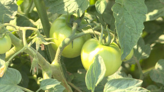 В Астраханской области строят тепличный комплекс с высоким показателем урожайности