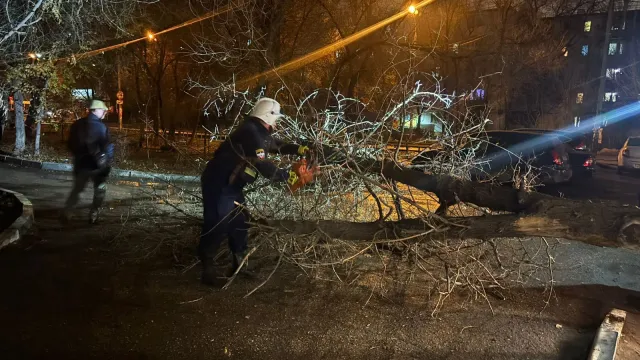 В Астрахани упавшее дерево заблокировало дорогу