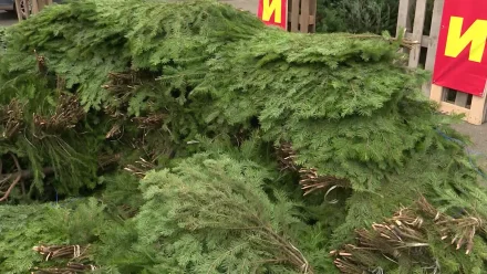 Жителям Астраханской области рассказали, могут ли клещи попасть на новогодние ёлки