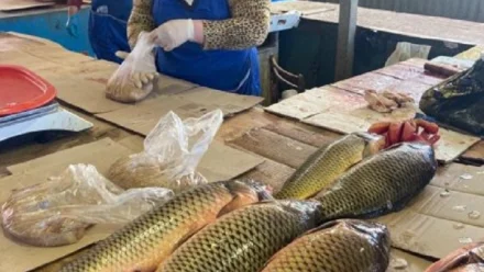 В Астрахани после рейда на рынке выявили 7 фактов незаконной торговли рыбой 