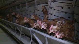 На астраханскую птицефабрику “Степная” завезли 48 тысяч цыплят