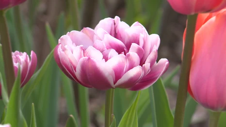 В питомнике южных растений "Началово" - настоящая цветочная феерия