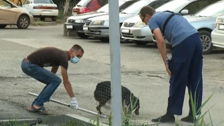 В Астрахани усилили отлов собак перед началом учебного года