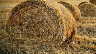 В Астраханской области отмечают хороший урожай люцерны