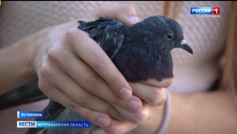 Астраханский волонтер спасла уличных птиц голубя и горлицу