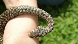 В Астраханской области 8 человек пострадали от укусов змей и пауков
