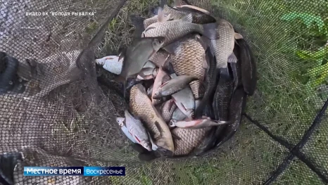 В астраханских водоемах активизировалось насекомое, которое жалит больнее чем оса