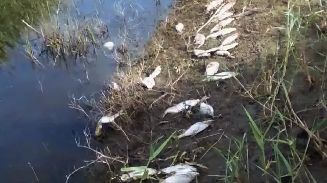 В Астраханской области проверяют сообщение о массовом заморе рыбы
