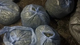 На севере Астрахани изъяли более 5,7 кг каннабиса