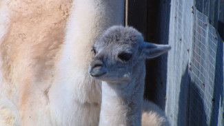 В астраханском зоопарке сразу несколько животных принесли потомство