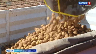 Астраханская область планирует увеличить до 98 тыс. гектаров сев сельхозкультур 