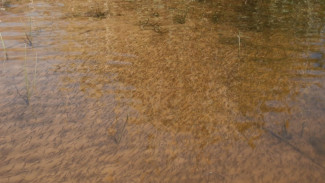 В Астраханской области отмечают удачный нерест