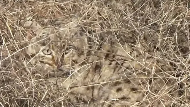 В заказнике в Астраханской области редкое животное попало в объектив камеры