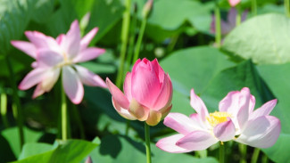 Forbes Life включил Астраханскую область в ТОП мест для экоотдыха