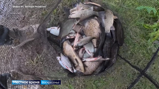 В астраханских водоемах активизировалось насекомое, которое жалит больнее чем оса