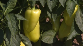 Под Астраханью начался сбор Амаретто и Алмаза