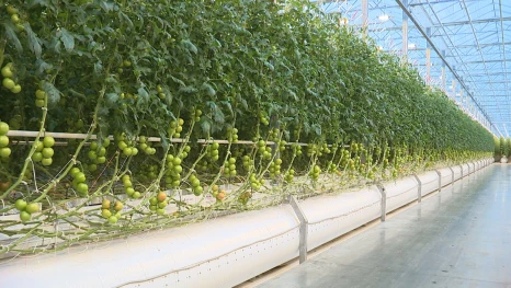 Как сейчас выращивают томаты в астраханских теплицах