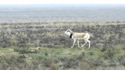 В Астраханскую область привезли ценное краснокнижное животное