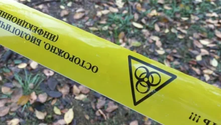 В Советском районе Астрахани выявлен очаг бешенства