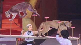 Под куполом Астраханского цирка собрали более 30 диких животных