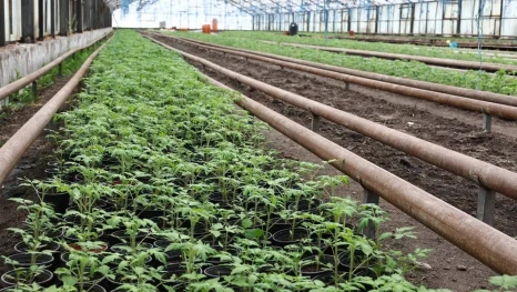 В Астраханской области дали всходы розовые томаты