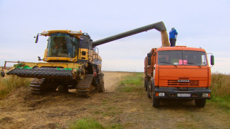 В Астраханской области проходит массовая косовица риса