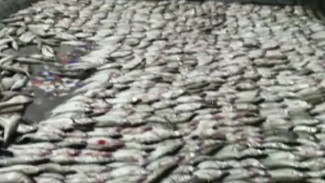 В Астрахани пограничники поймали браконьеров с судаком на 11 млн рублей