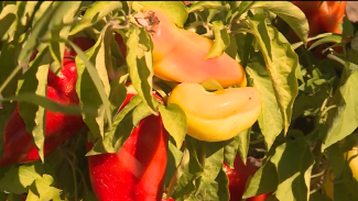 Астраханские сельхозпроизводители продолжают сбор перца