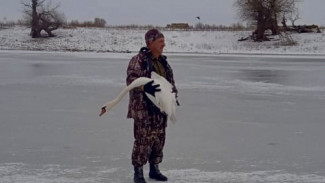 В Астраханской области инспекторы спасли лебедя со сломанным крылом