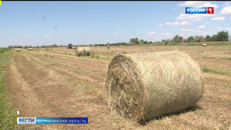 В Астраханской области сенокос не только кормит скот, но и сохраняет старые обычаи