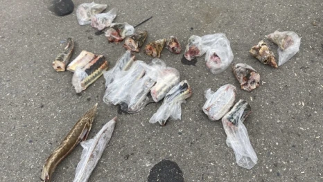 Астраханец провозил краснокнижную рыбу в своём автомобиле