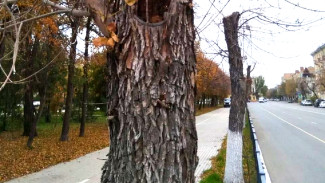 Площадь Ленина в Астрахани будут украшать 50 краснолиственных клёнов